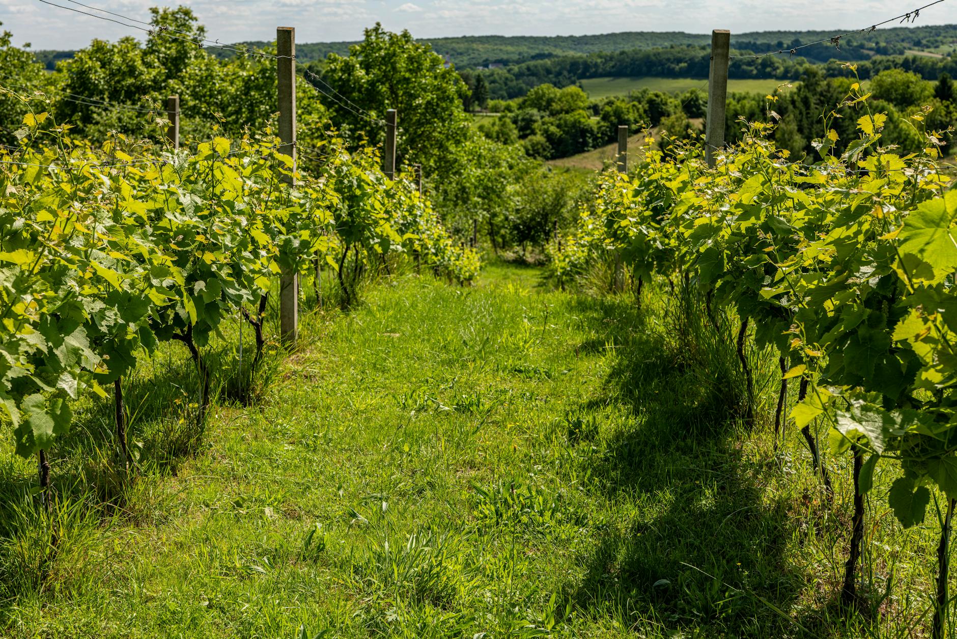 Weinreben im Garten pflanzen und Bodenbearbeitung für einzelne Sträucher