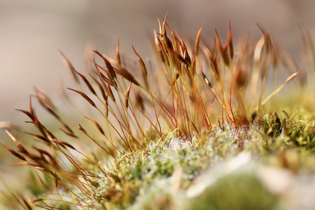 Samen- und Fruchtbildung sowie Regeneration von Pflanzengeweben
