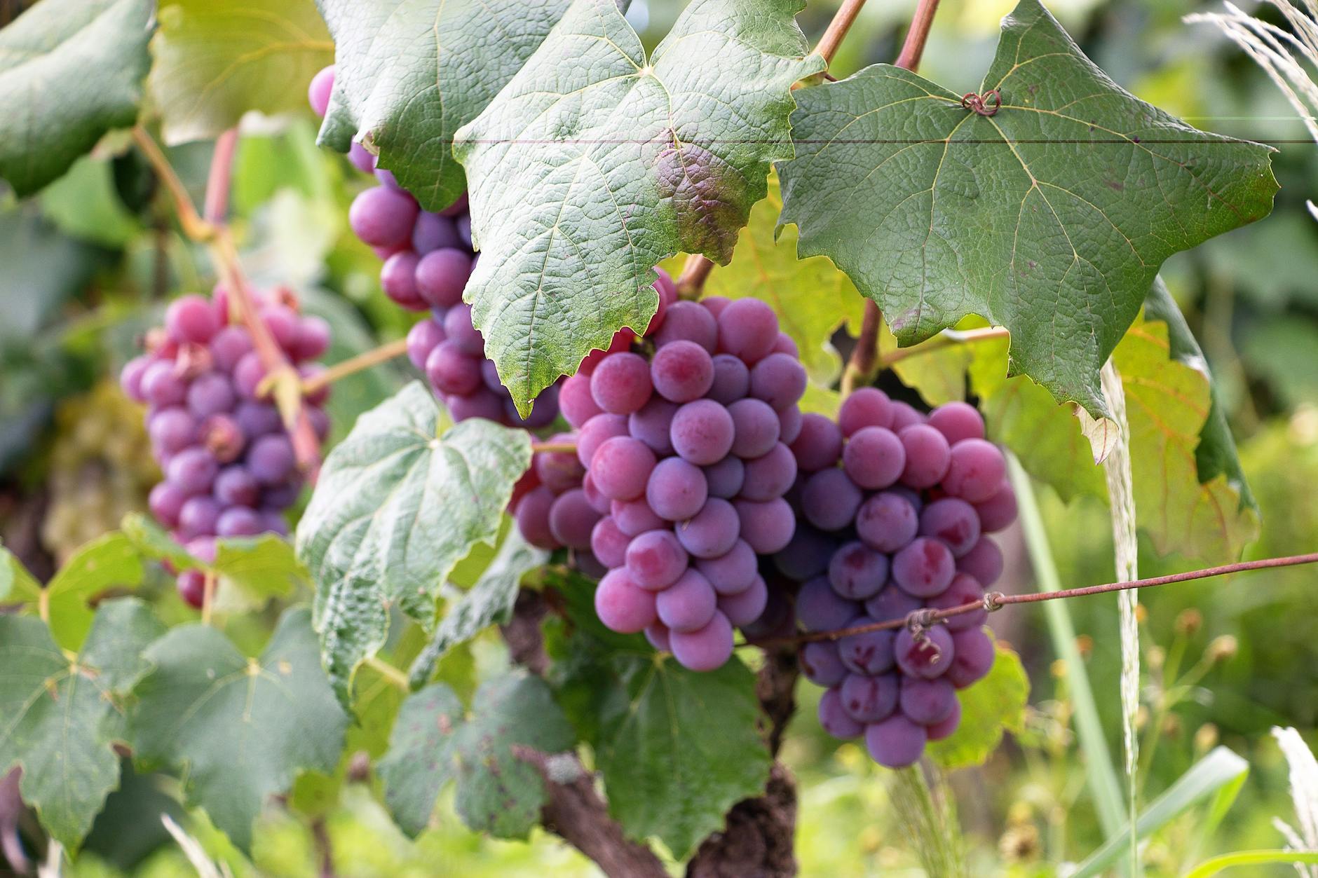 Blütenanlage bei Weinreben: Temperatur-, Licht- und Traubengröße-Einfluss.