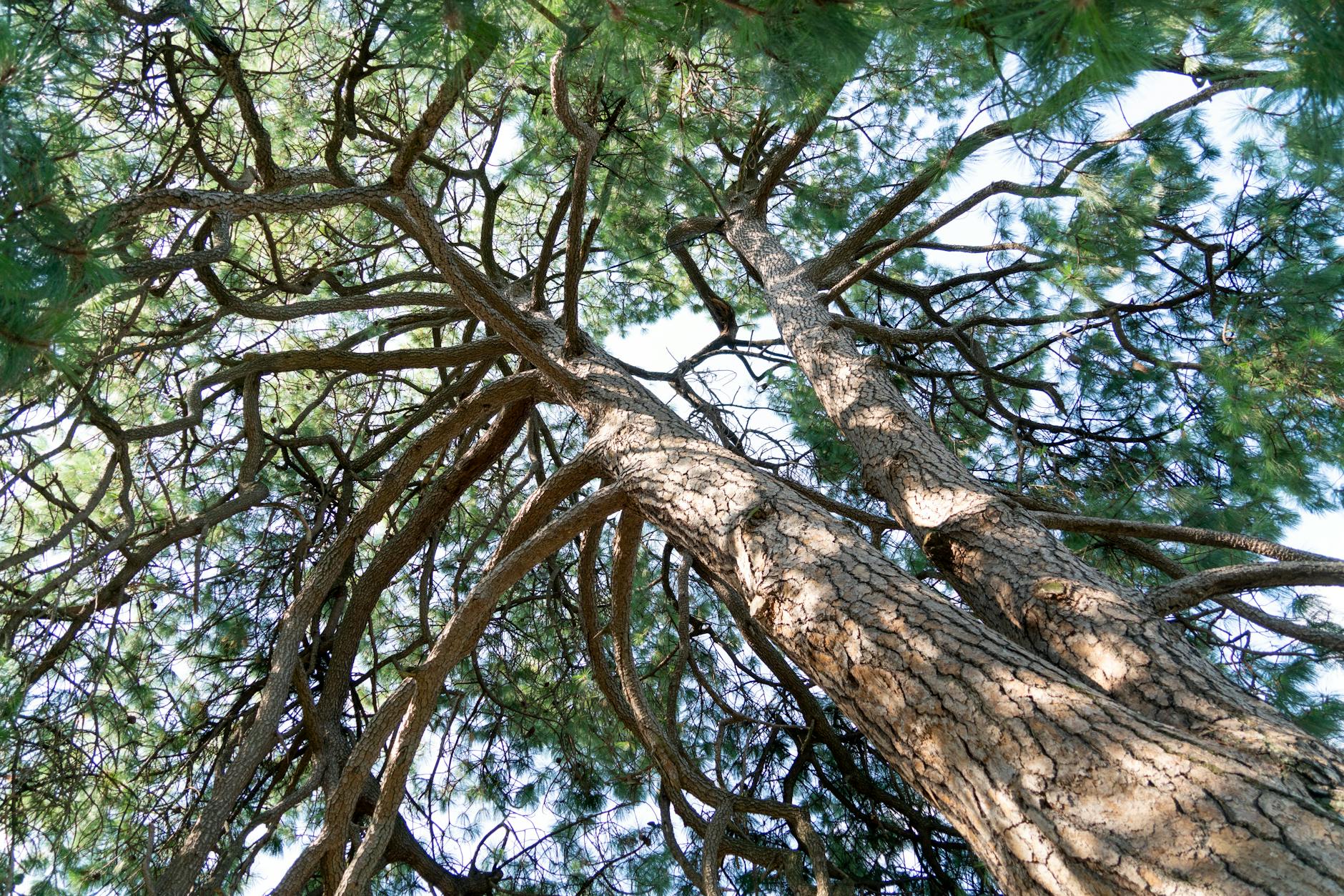 Grundlagen der botanischen Nomenklatur und lateinische Pflanzennamen.
