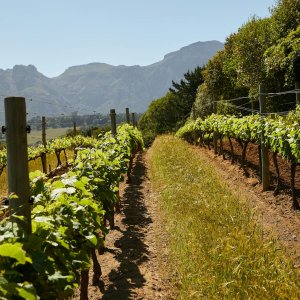 Anlage eines Weinbergs