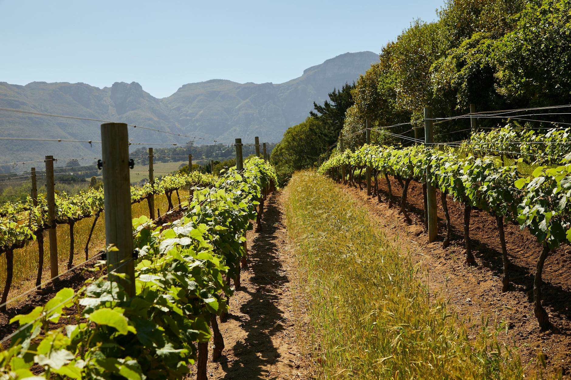 Anlage eines Weinbergs