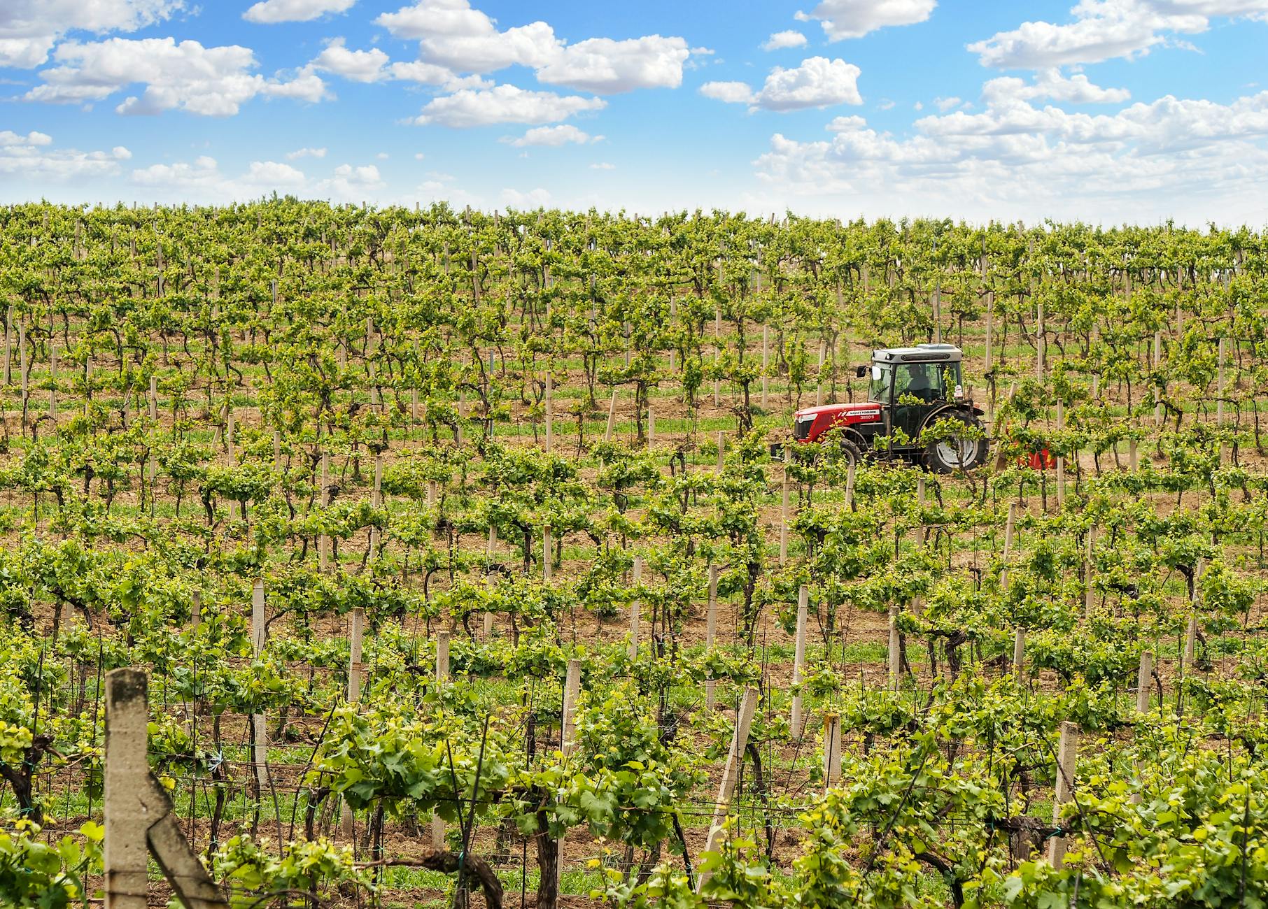 Grunddüngung des Weinbergs mit korrekten Dosierungen von Phosphor, Kalium und Magnesium