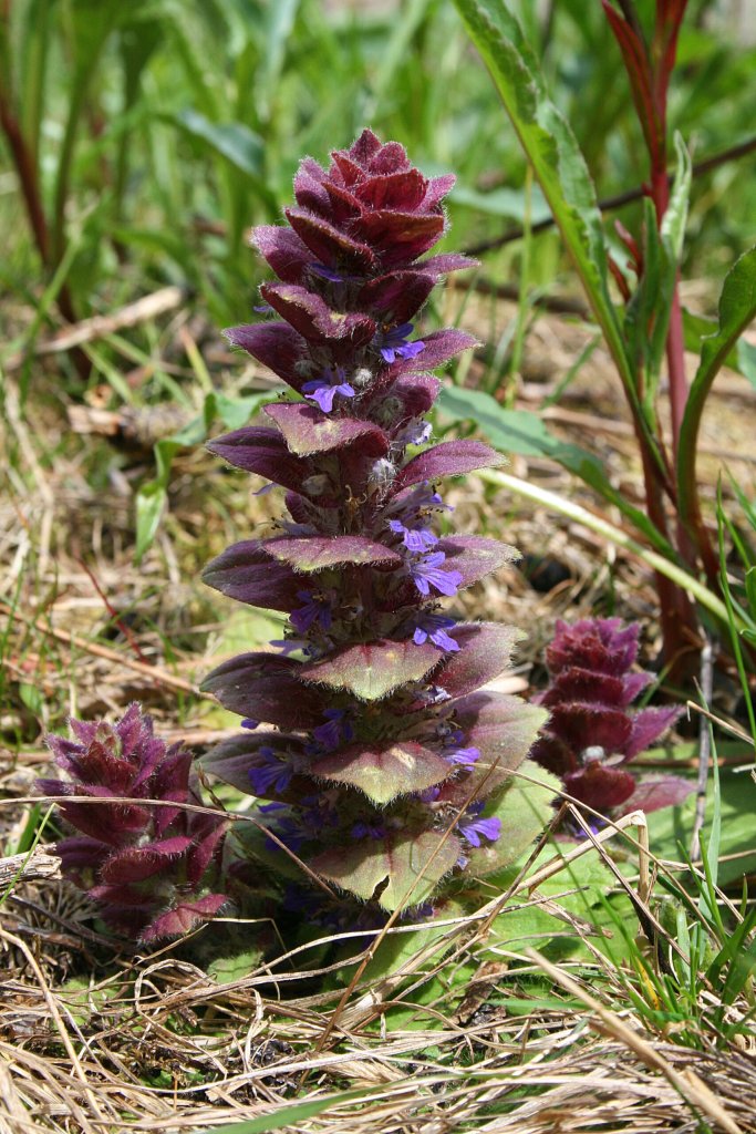 Pyramiden-Günsel (Ajuga pyramidalis)