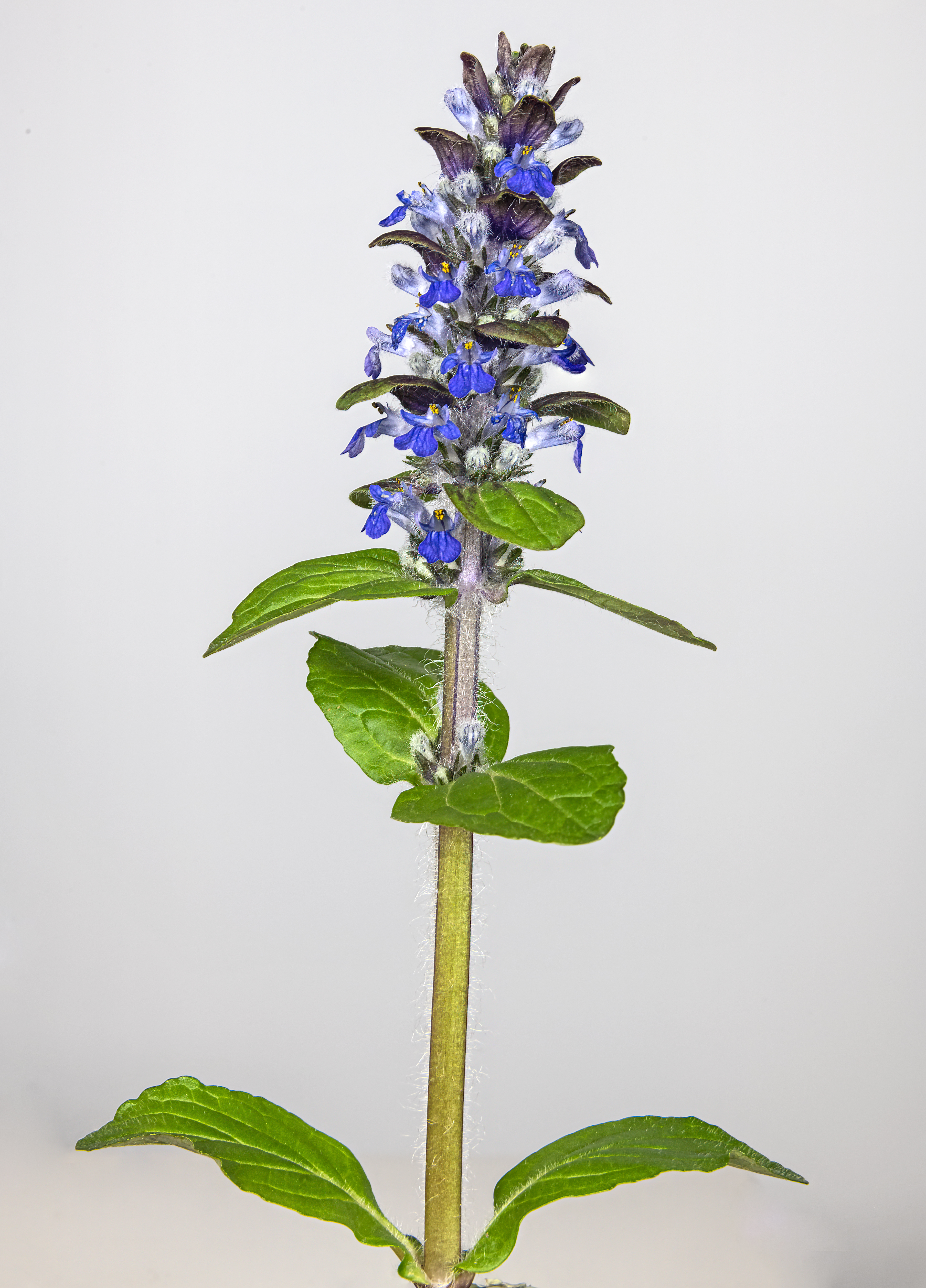 Kriechender Günsel (Ajuga reptans)