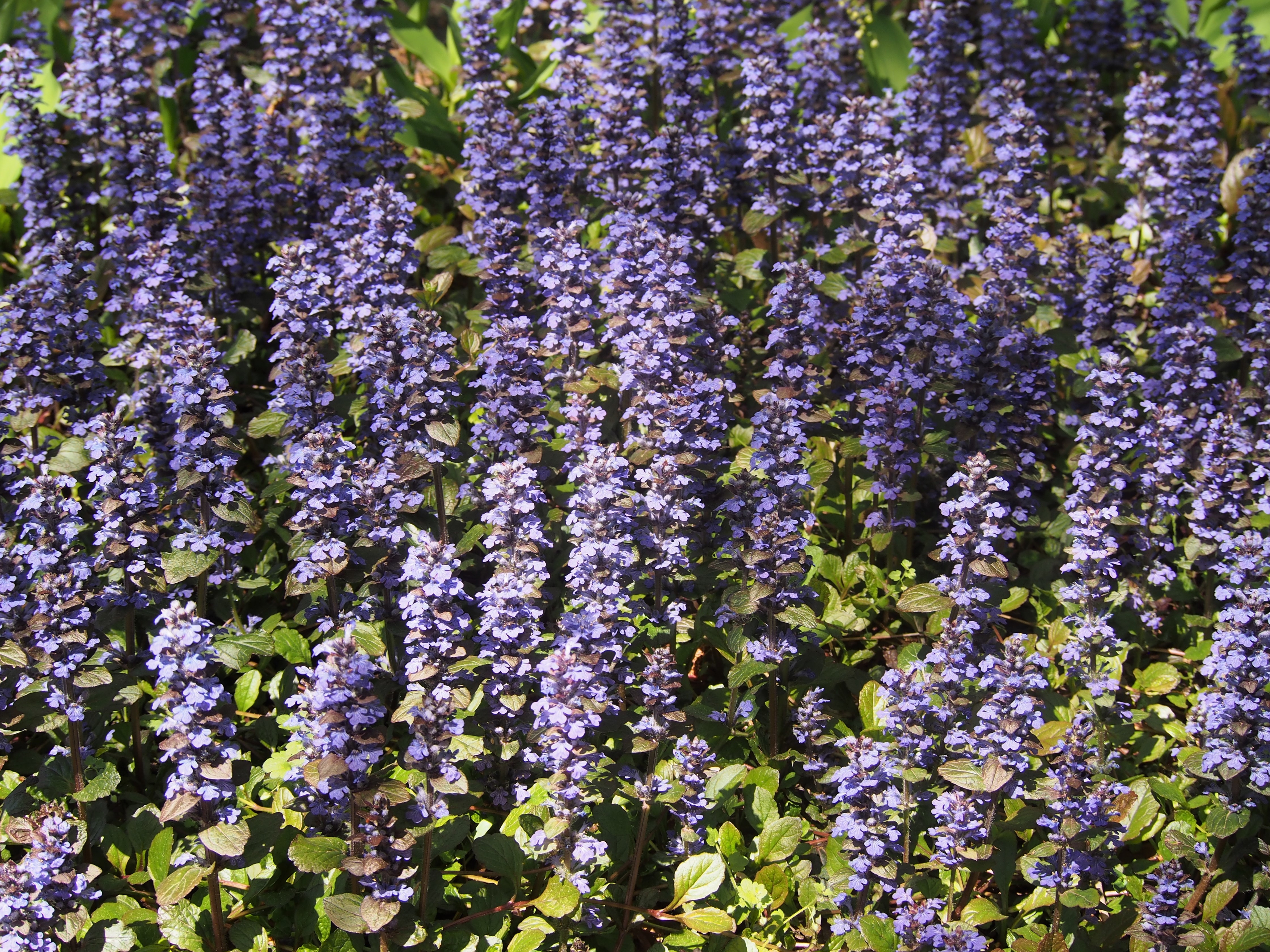 Kriechender Günsel 'Atropurpurea' (Ajuga reptans 'Atropurpurea')