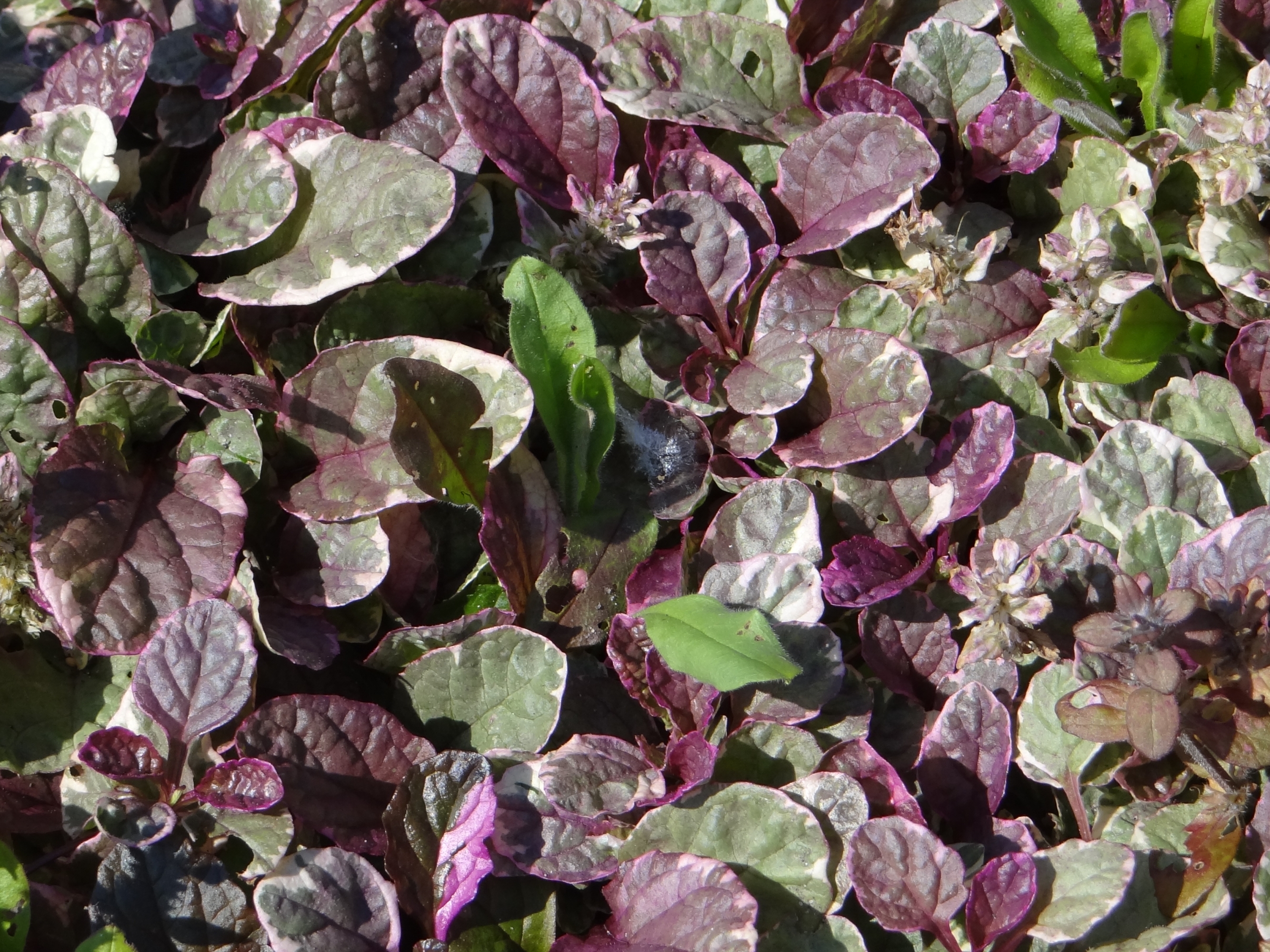 Kriechender Günsel 'Burgundy Glow' (Ajuga reptans 'Burgundy Glow')
