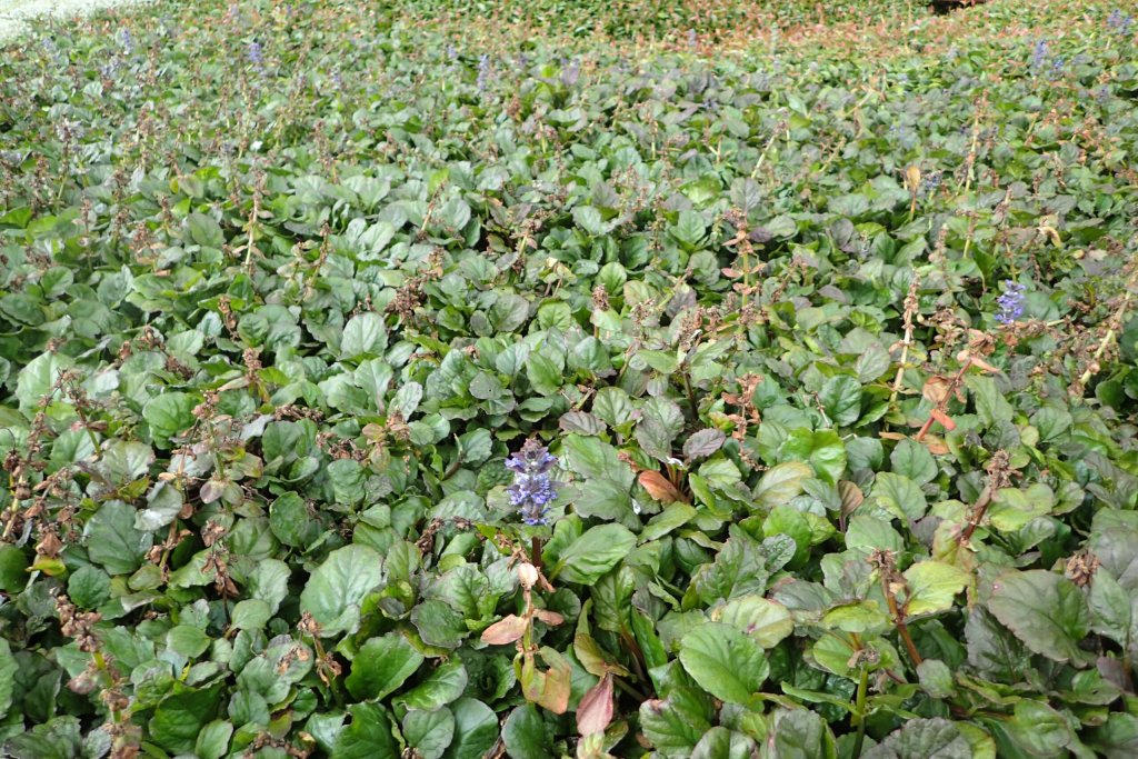 Kriechender Günsel 'Jungle Beauty' (Ajuga reptans 'Jungle Beauty')