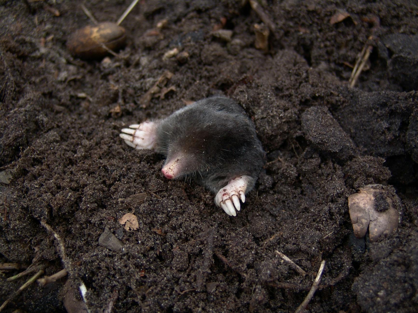 tierische Schädlinge im Rasen
