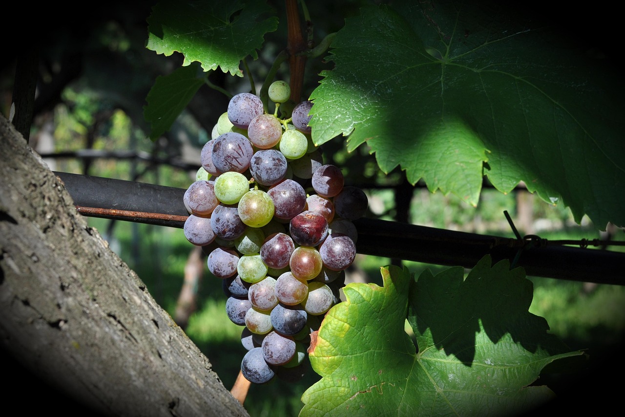 Traubenreife und optimaler Erntezeitpunkt bei Weinreben
