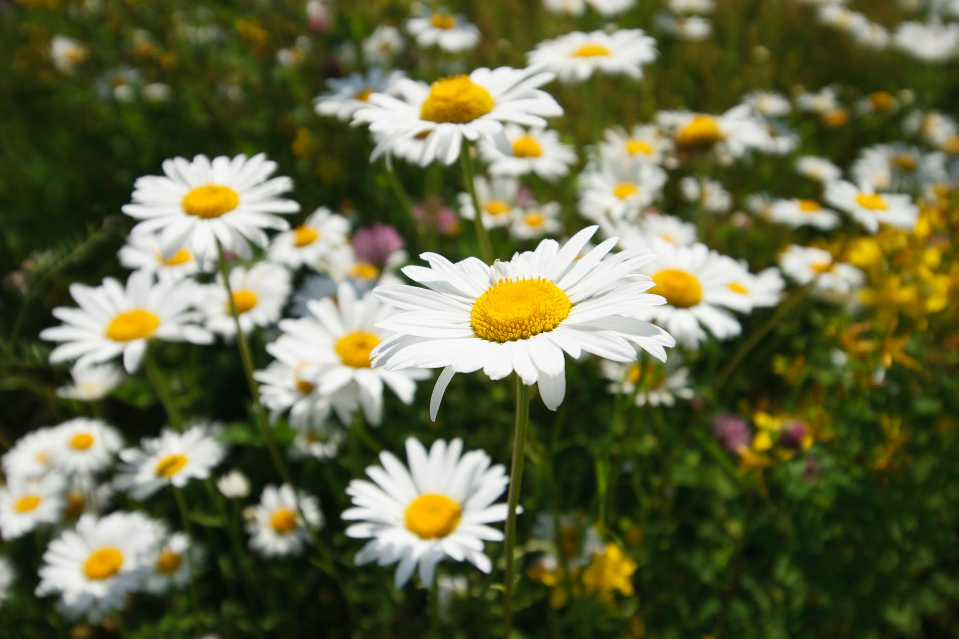 Glockenblumen, Sedum und Gänseblümchen für Sommerblüte im Steingarten.
