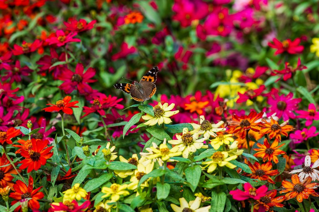 Farben im Garten
