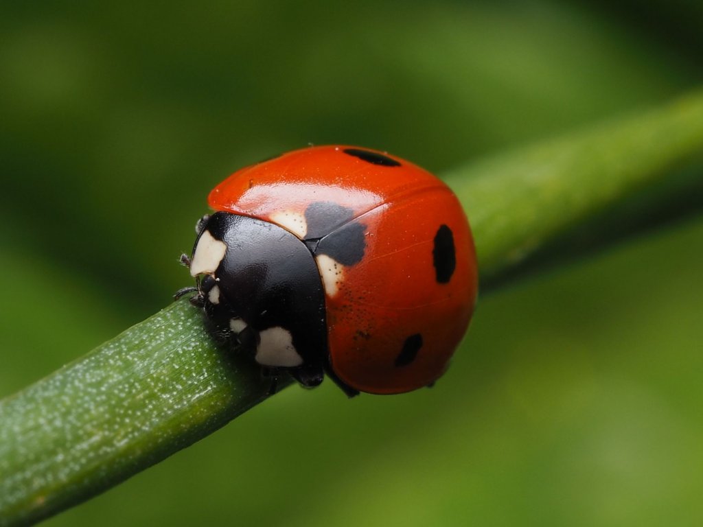 biologischer Pflanzenschutz