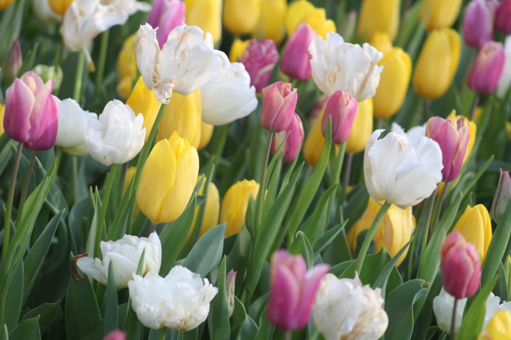 Botanische Tulpen