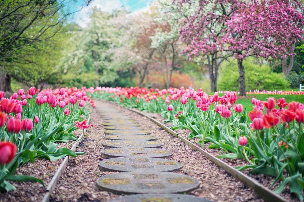 Krankheiten der Tulpen