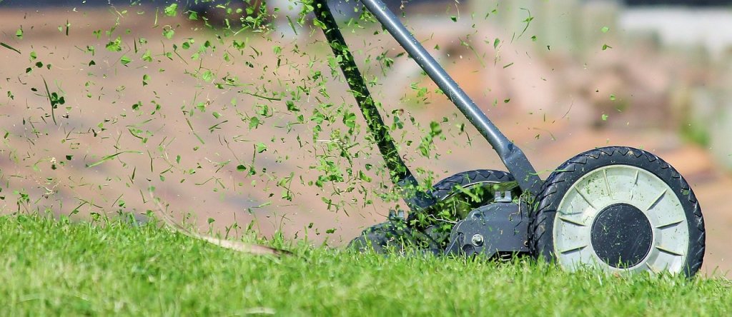 Rasenmäher beim tiefen Mähen des alten Rasens, das Schnittgut fliegt auf