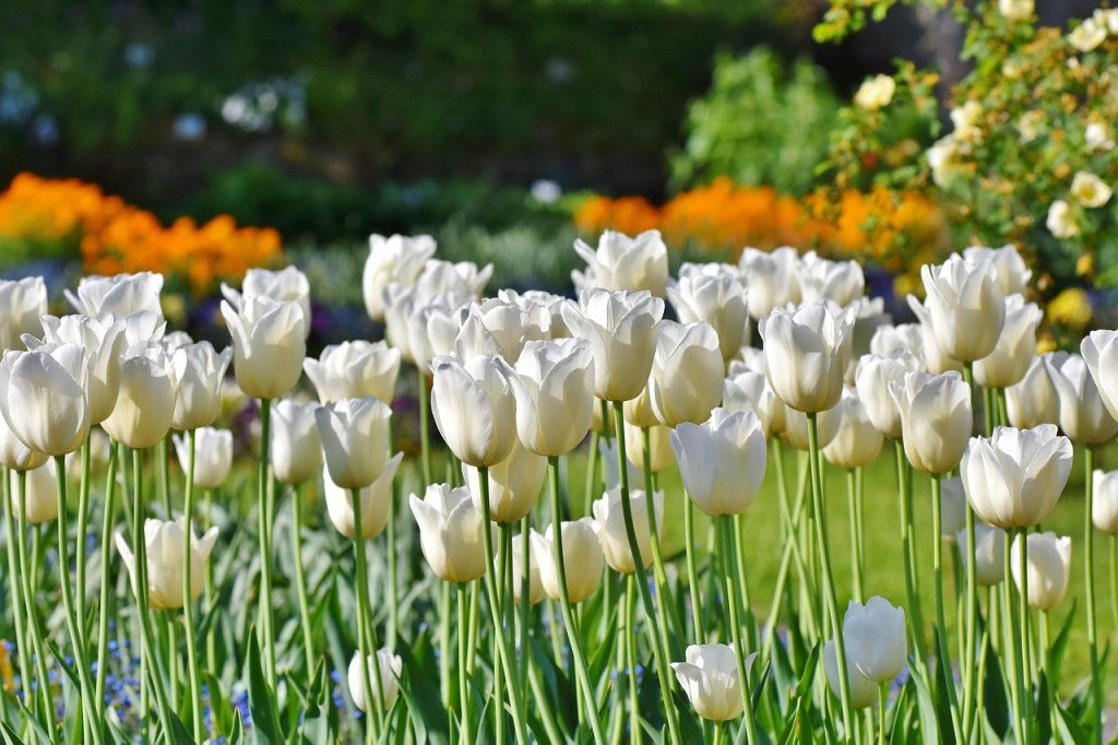 Ernte der Tulpenzwiebeln