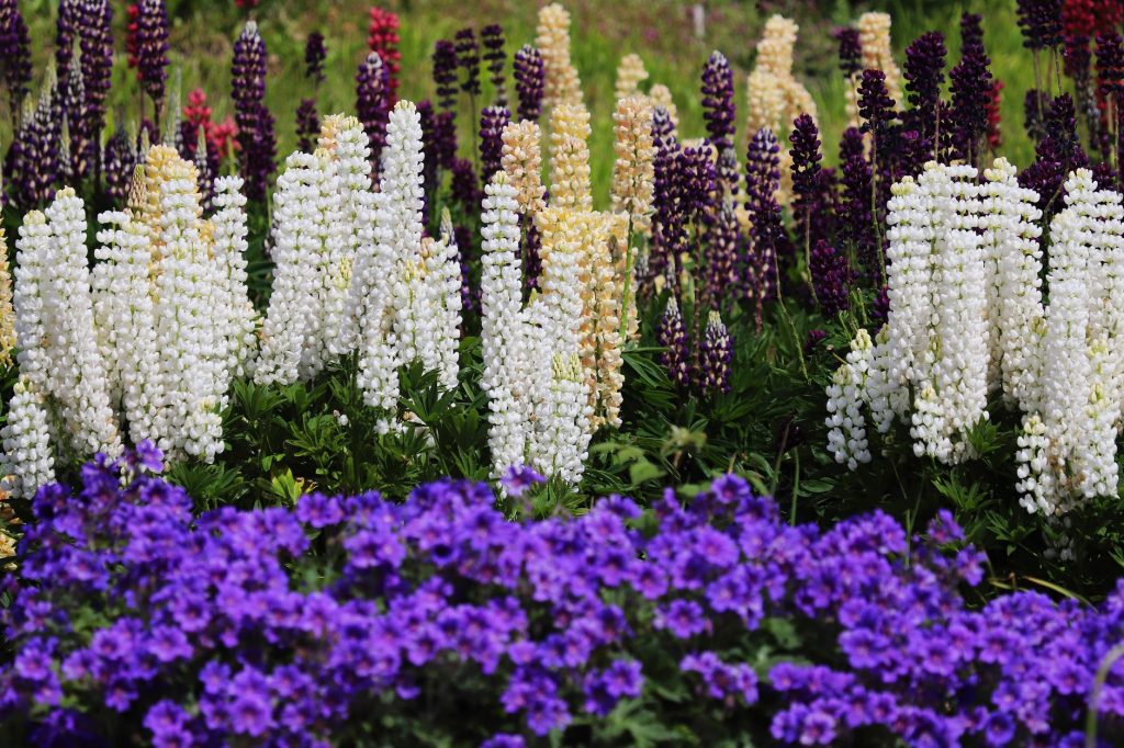Staudenbeet mit weißen, cremefarbenen und violetten Lupinen über einem Teppich aus blauviolettem Storchschnabel
