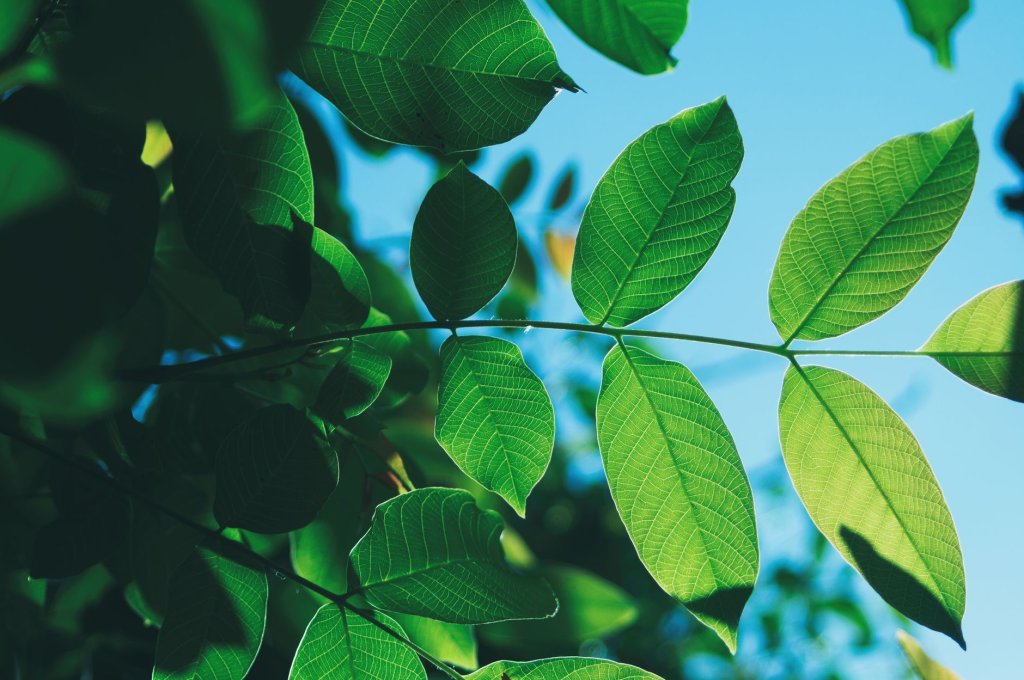 Chlorophyll