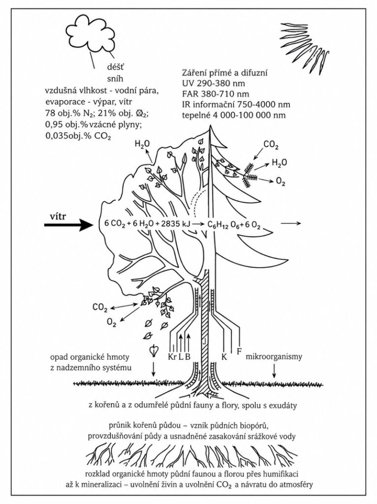 physiologische Funktionen