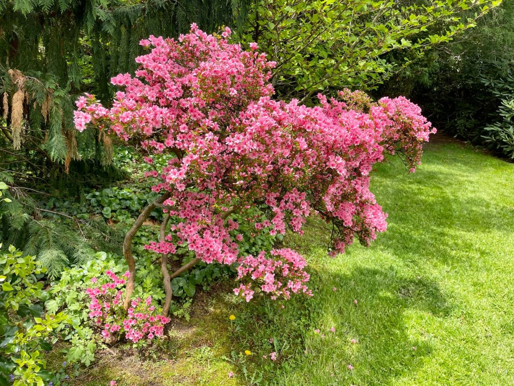 Nadelbäume im Garten