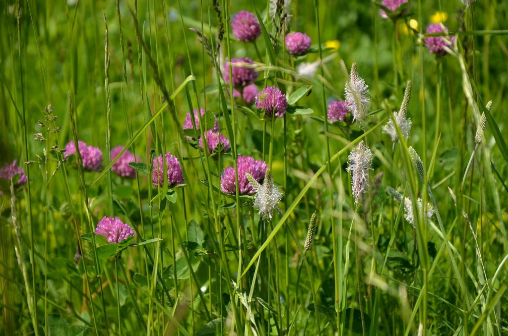 Löwenzahn im Rasen