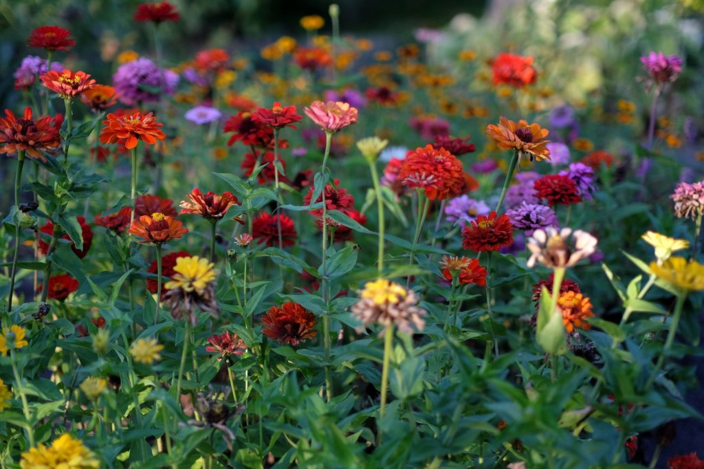 Einjährige Pflanzen im Garten