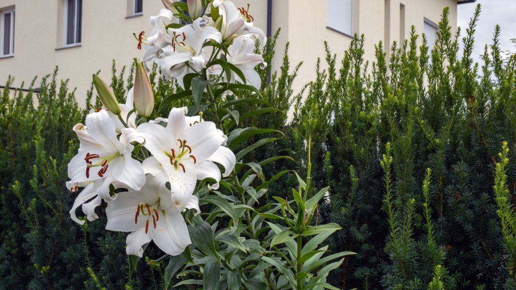 Anbau von Lilien