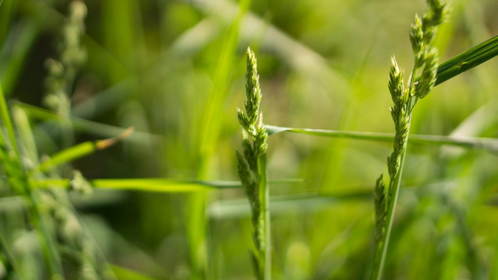 Gras für den Schatten