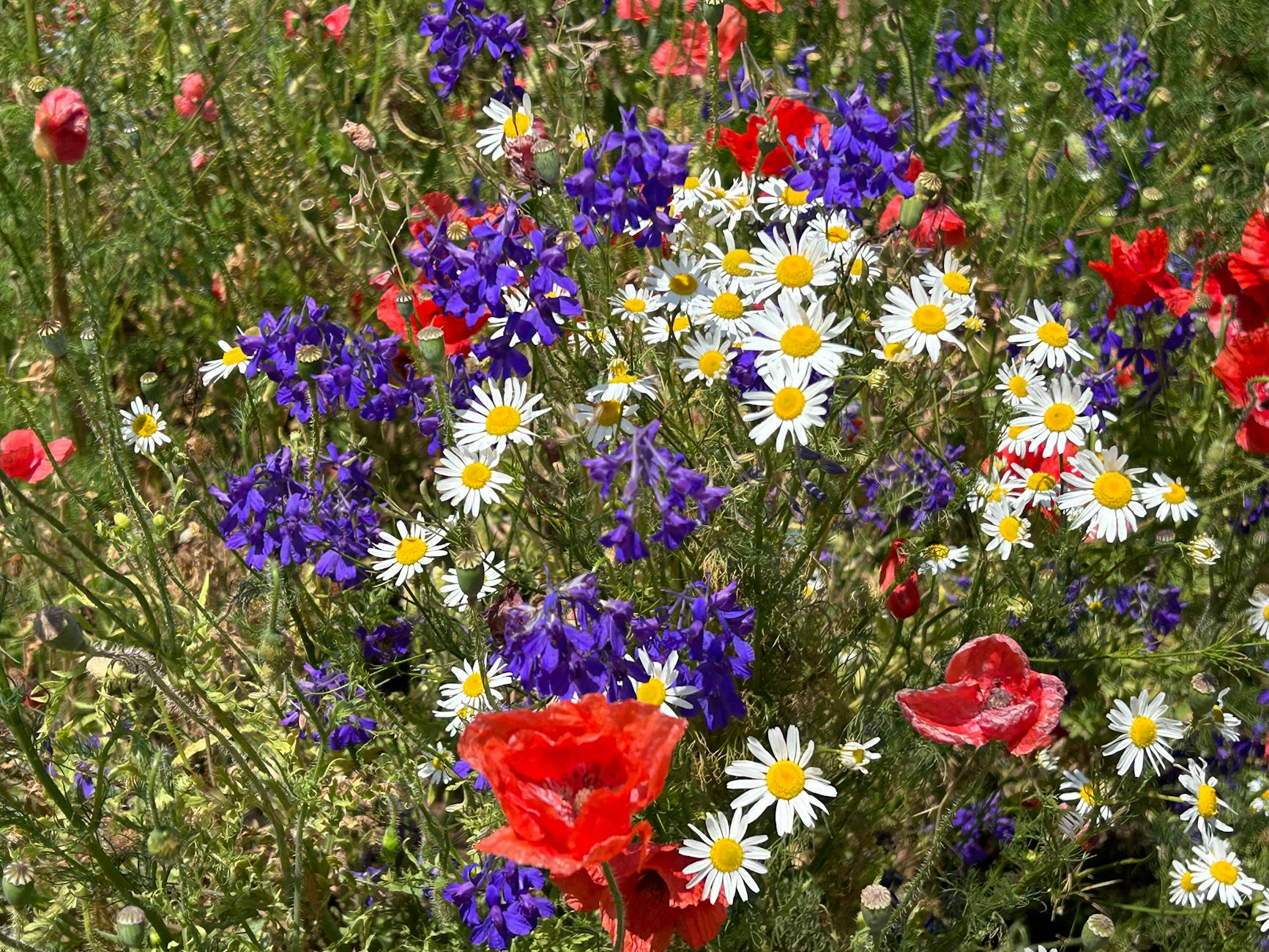 Wiesenblumen
