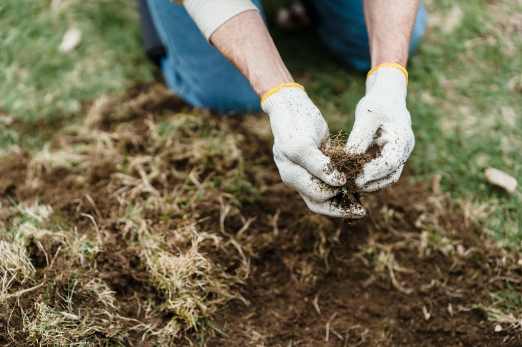Hände mit Gartenhandschuhen entfernen abgestorbene Grasnarbe und Moos