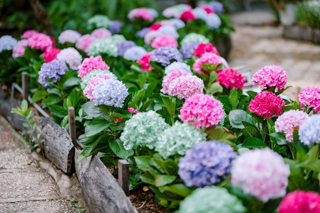 Beet mit blühenden Bauern-Hortensien in Rosa, Blau und Weiß entlang eines Gartenwegs