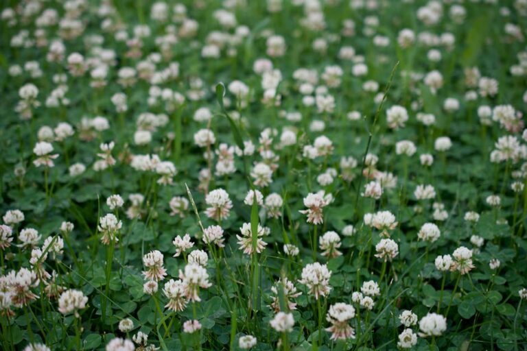 Weißklee (Trifolium repens) mit weißen kugeligen Blütenköpfchen und dreiteiligen Blättern im Rasen