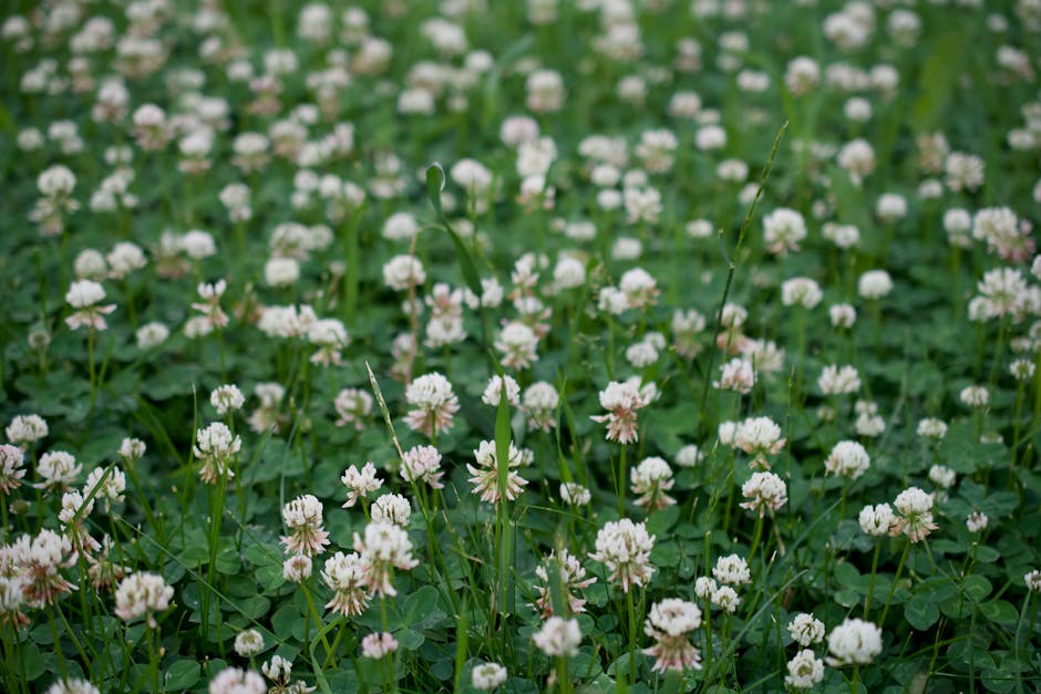 Weißklee (Trifolium repens)