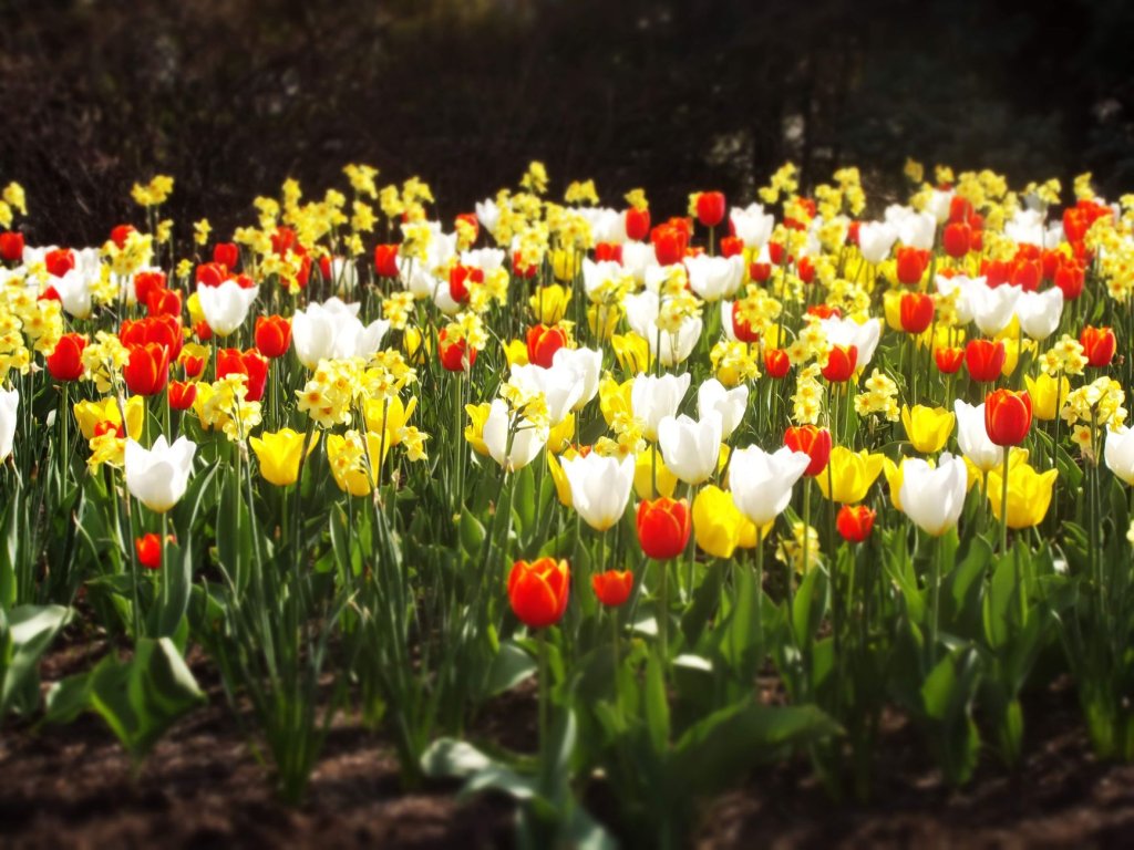 Tulpensorten