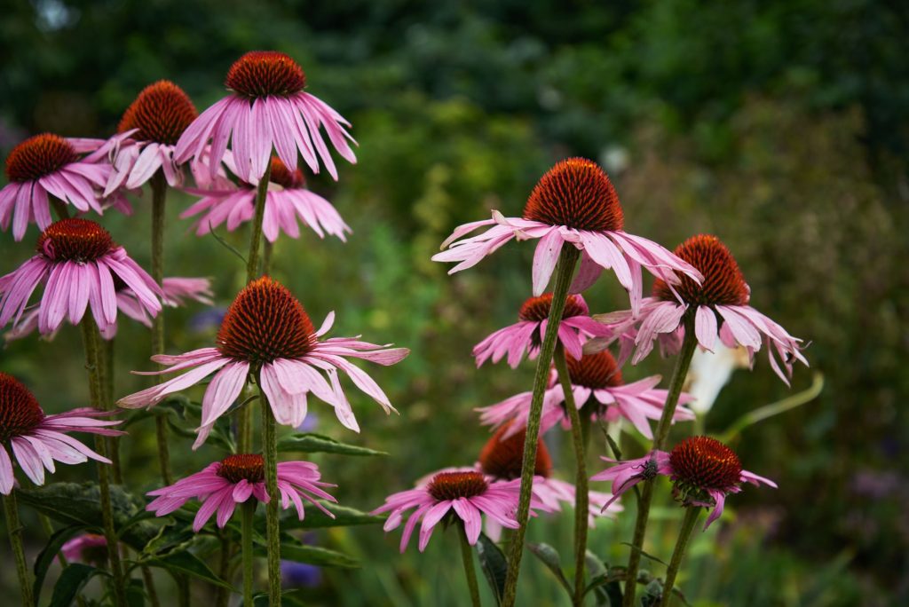 Blühender Purpur-Sonnenhut (Echinacea purpurea) mit rosafarbenen Zungenblüten und orangebraunem Kegel