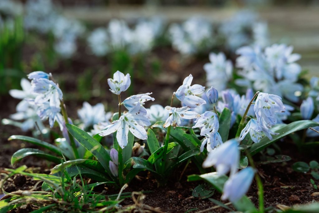 Krokus im Rasen