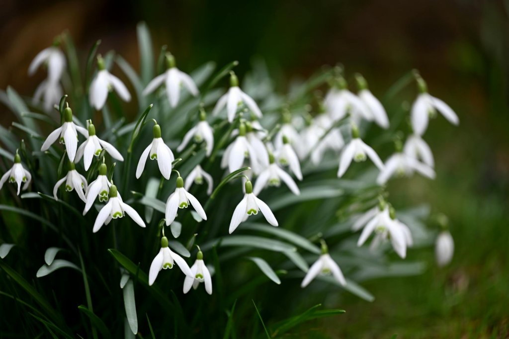 Frühlingsblumenzwiebeln