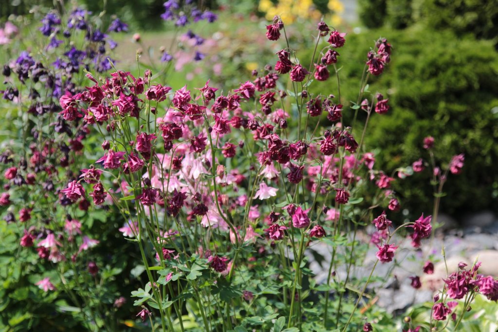 Zwiebelpflanzen im Garten