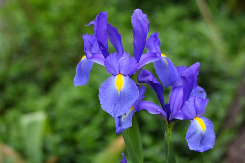 Blaue Blüten einer Schwertlilie (Iris) mit gelbem Saftmal