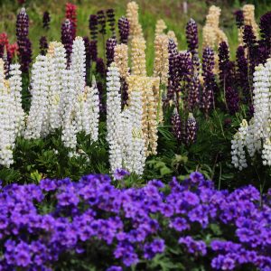 Buntes Staudenbeet im Sommer