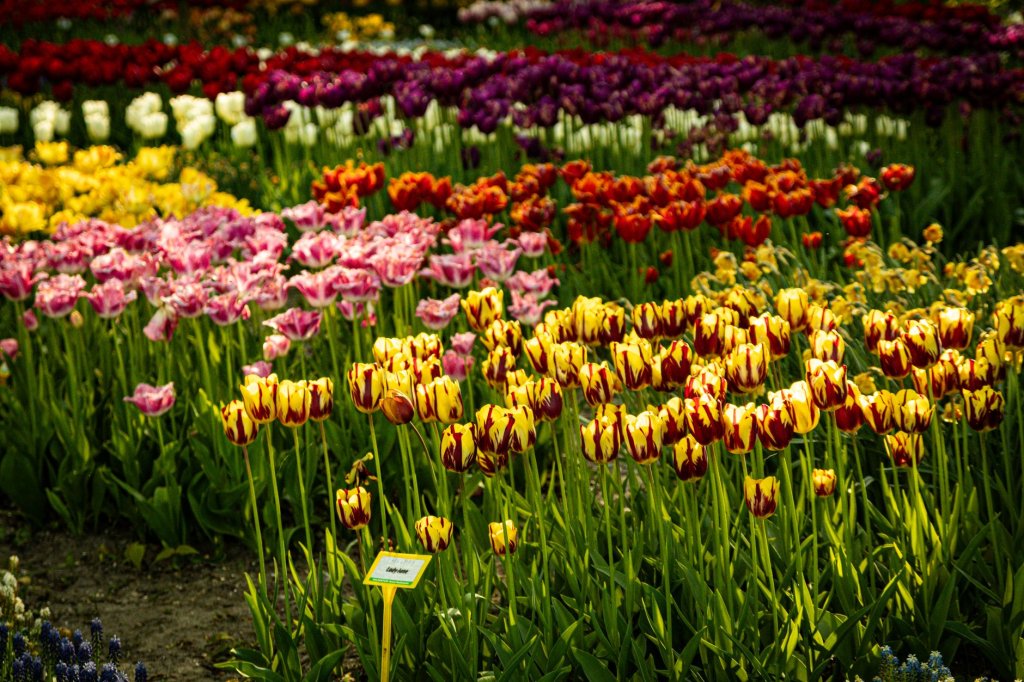 Tulpen anbauen
