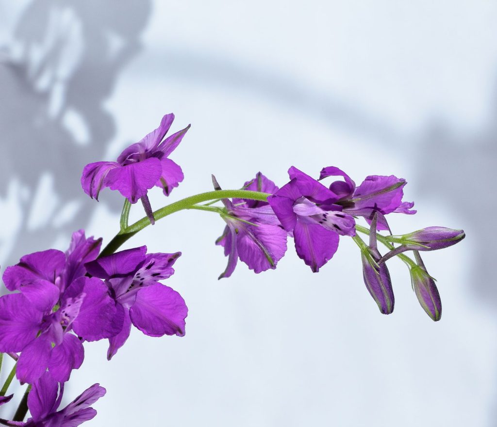 Violette Blüten eines Rittersporns (Delphinium) an einem geschwungenen Stängel vor hellem Hintergrund
