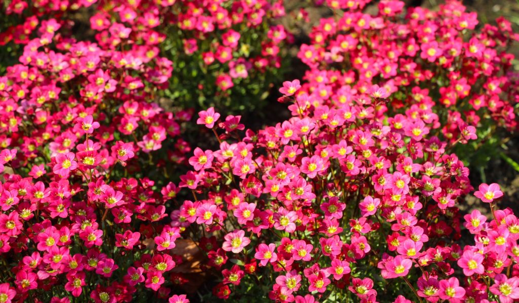 Dichtes Polster des Moossteinbrechs (Saxifraga × arendsii) mit leuchtend pinkfarbenen Blüten