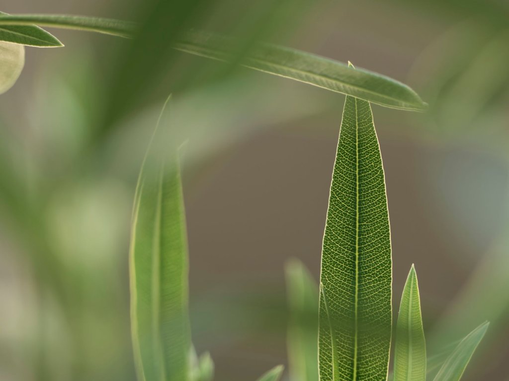 Grashalm – Biologie und Morphologie der Gräser