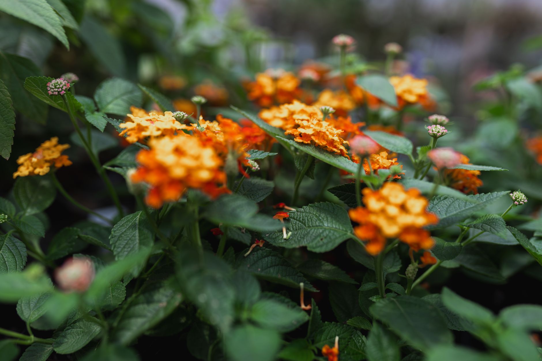 Zweijährige Pflanzen und Sommerblumen