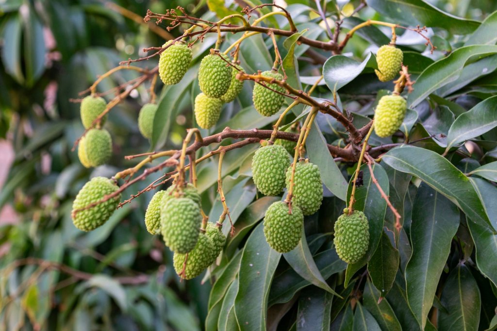 Zwergobstbaum – Obstpflanzen im Garten