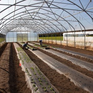 Folien und Vliesgewebe im Garten: Bodenerwärmung und Pflanzenschutz