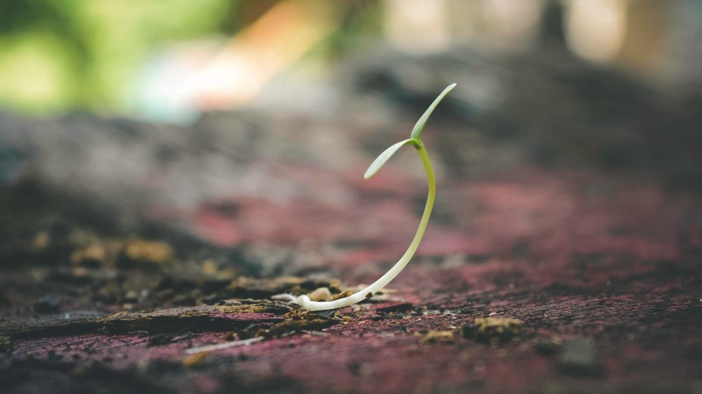 Grassamen – Biologie und Morphologie der Gräser