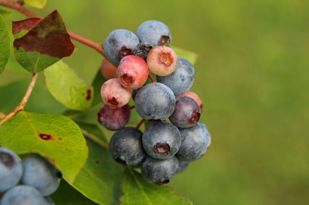 Traubenheidelbeeren – weniger bekannte Obstarten